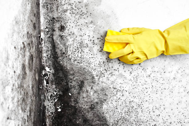 Best Mold Testing  in Norcross, GA